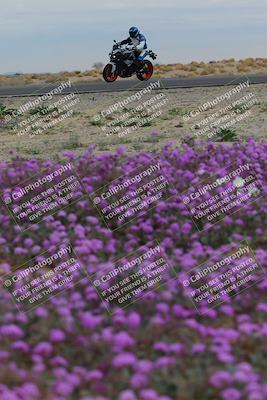media/Jan-14-2023-SoCal Trackdays (Sat) [[497694156f]]/Turn 14 Exit Bloomig (145pm)/